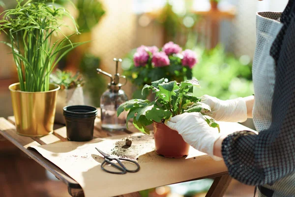 Relaxing home gardening. Closeup on woman with potted plant do gardening at home in sunny day.