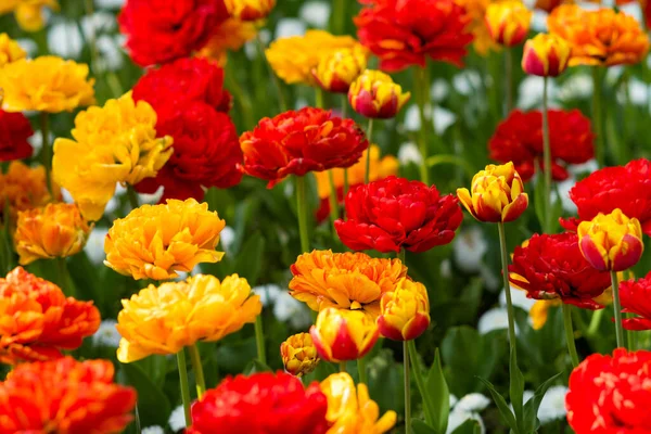 Tulips Outdoors City Park — Fotografia de Stock