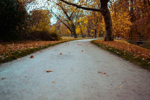 Bonjour Automne Route Avec Feuilles Jaunes Dans Parc Ville — Photo