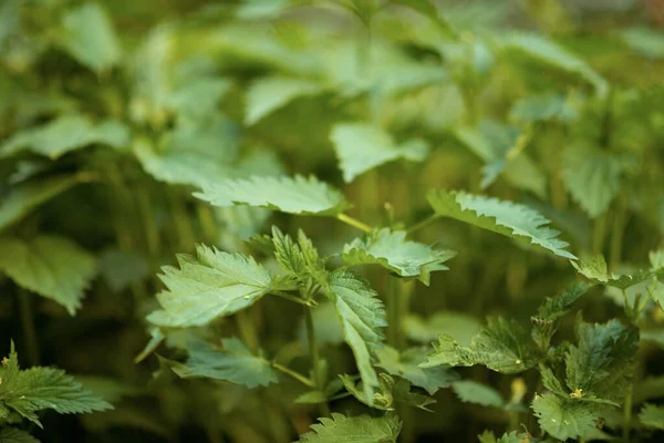 Nettle Outdoors City Park — Stock Photo, Image