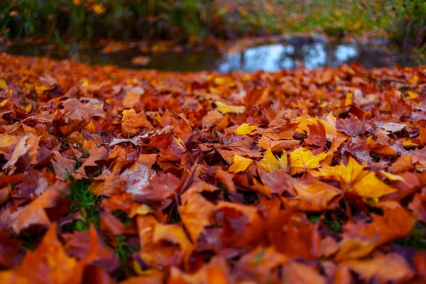 Hello November Yellow Leaves Grass City Park — Stok fotoğraf