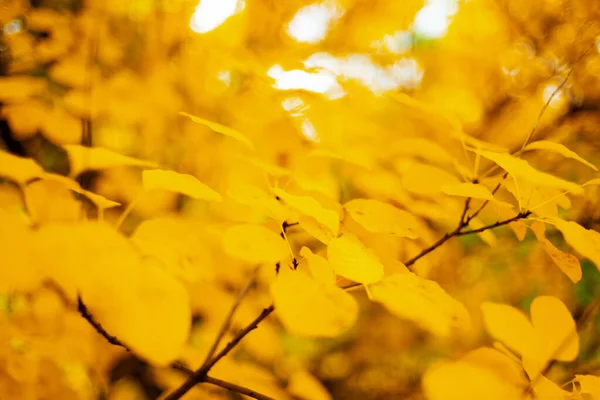 Hello november. Closeup on autumn tree branches with yellow leaves.