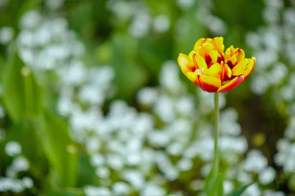 Fechar Tulipa Fora Parque Cidade — Fotografia de Stock