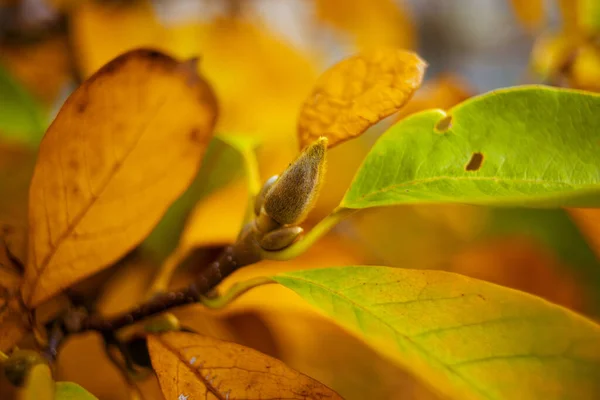 Hello october. Closeup on autumn tree branches with yellow leaves.