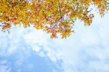 Merhaba Ekim. Sarı yapraklar gökyüzüne karşı