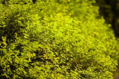 Şehir parkının dışındaki yeşillikler..