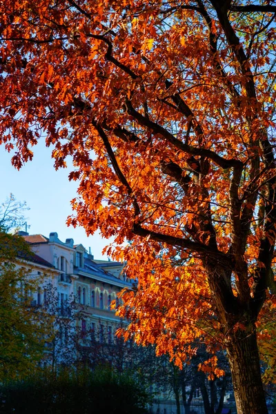 Hello autumn. autumn tree branches with red leaves in the city.