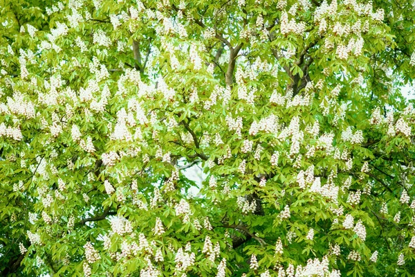 Chestnut Tree Outdoors City Park — Foto Stock