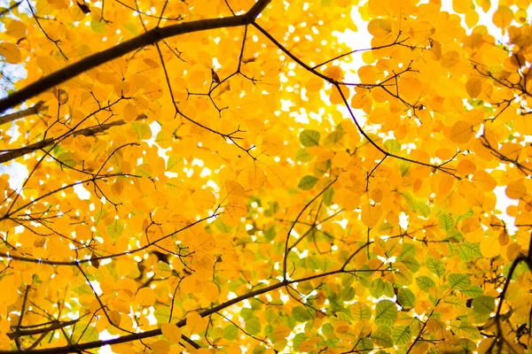 Hello november. autumn tree branches with yellow leaves.