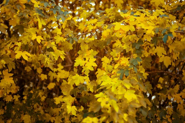 Hello september. autumn tree branches with yellow leaves.