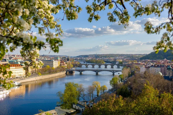 Landskap Med Floden Vltava Och Karlsbron Genom Lövverket Våren Prag — Stockfoto