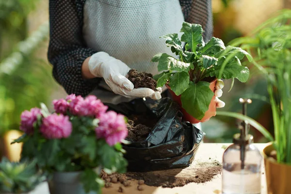 Relaxing Home Gardening Closeup Woman White Rubber Gloves Potted Plant — Fotografia de Stock