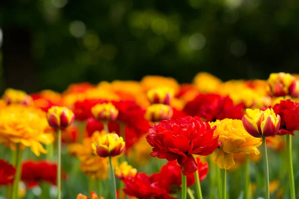 Tulips Outdoors City Park — Stock Photo, Image