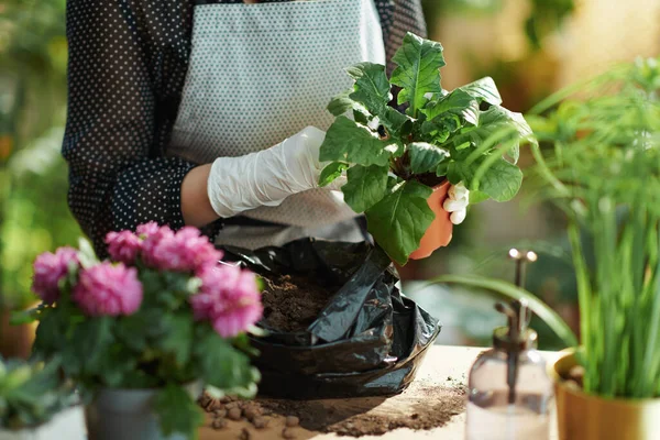 Green Home Closeup Woman Potted Plant Soil House Sunny Day — ストック写真