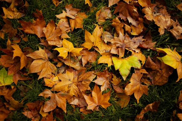 Hello November Yellow Leaves Grass — Stok fotoğraf