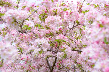 Sakura şehir parkının dışında..