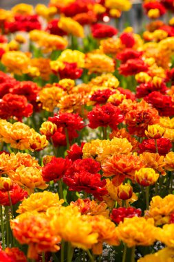 Şehir parkının dışındaki laleler..