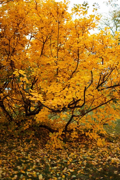 Hello september. autumn tree with yellow leaves in the city park.