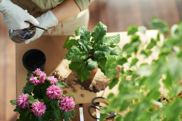 Green Home Upper View Woman House Sunny Day Watering Plant - Stock-foto