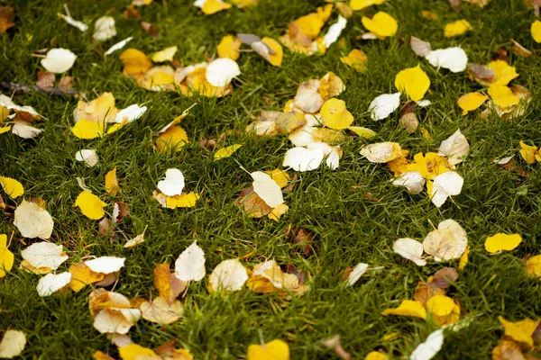 Привіт Вересень Жовте Листя Траві Міському Парку — стокове фото