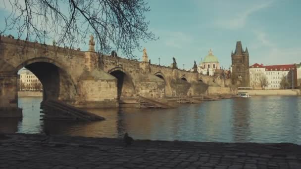 Vltava Nehri Charles Köprüsü Akşamları Çek Cumhuriyeti Prag Ördekler Ile — Stok video