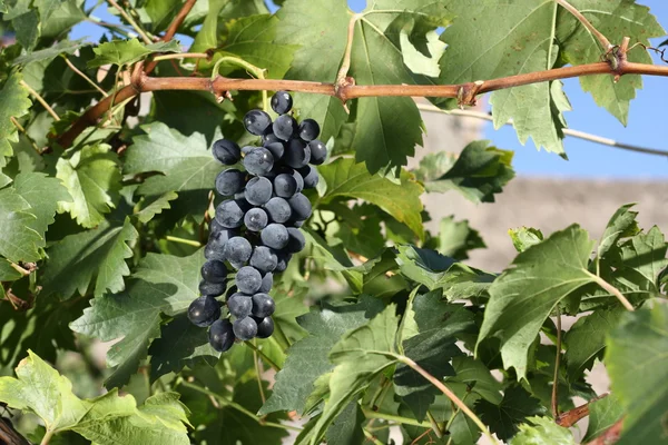 Uvas en el vino — Foto de Stock