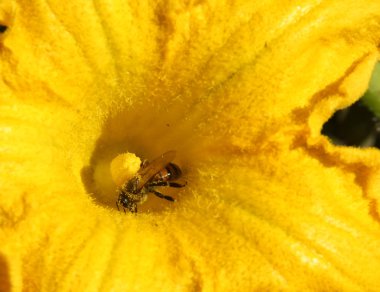 kabak çiçeği yakın çekim