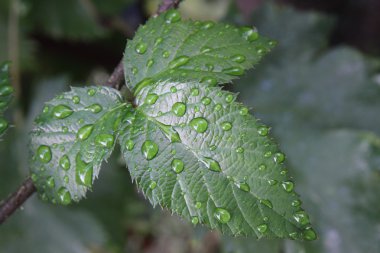 böğürtlen yaprakları yağmur sonrası
