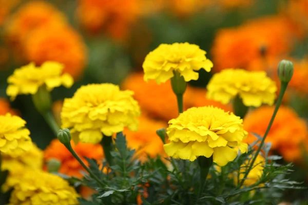 Разноцветные цветы в парке — стоковое фото