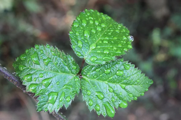 Blackberries leaves after rain