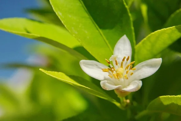 레몬 나무 꽃 스톡 사진