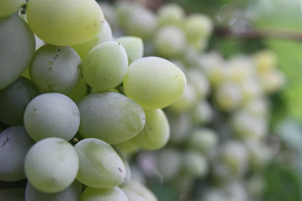 Uvas en el vino — Foto de Stock