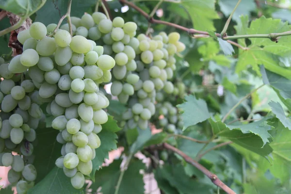 Uvas en el vino — Foto de Stock