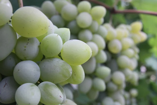 Grapes on the wine — Stock Photo, Image