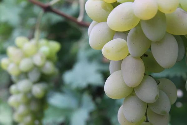 Grapes on the wine — Stock Photo, Image