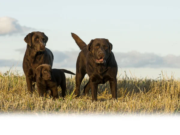 犬の家族 ストック画像
