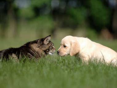 Labrador yavru köpek ve kedi sevgi ve dostluk