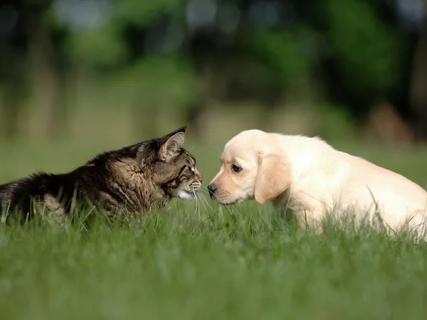 Labrador Welpen und Katzen Liebe und Freundschaft Stockbild