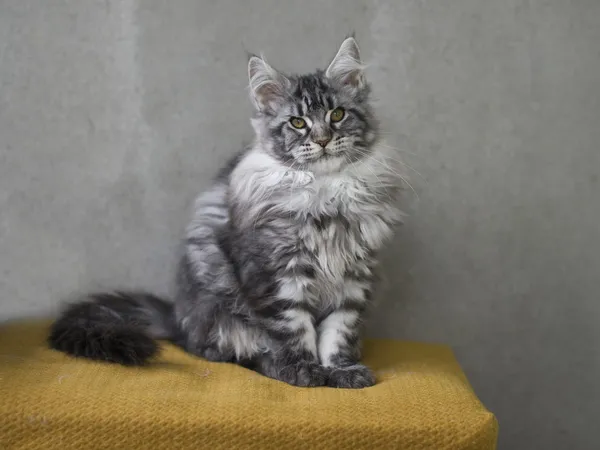 Maine coon kitten silver tabby — Stock Photo, Image