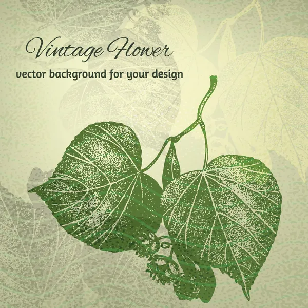 ıhlamur ağacı yaprakları. çizilmiş vektör çizimi uzat