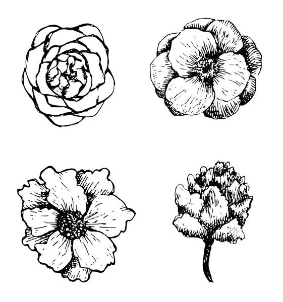 Set di fiori vettori disegnati a mano . — Vettoriale Stock
