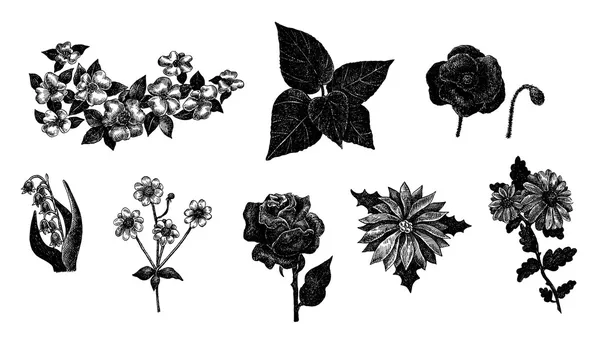 Vector set of hand drawn ink vintage flowers — Stock Vector