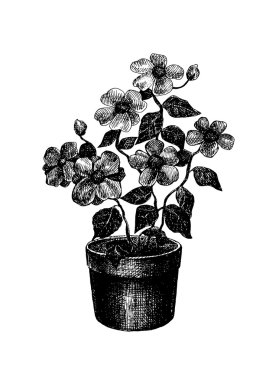 siyah ve beyaz çiçek Çizim