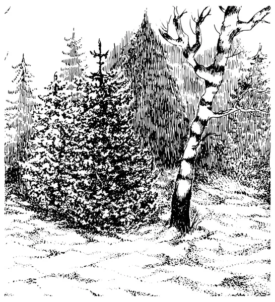 Winterwald. Schwarz-weiße Hand verdunkelt Landschaft. Vektor-Illusion — Stockvektor