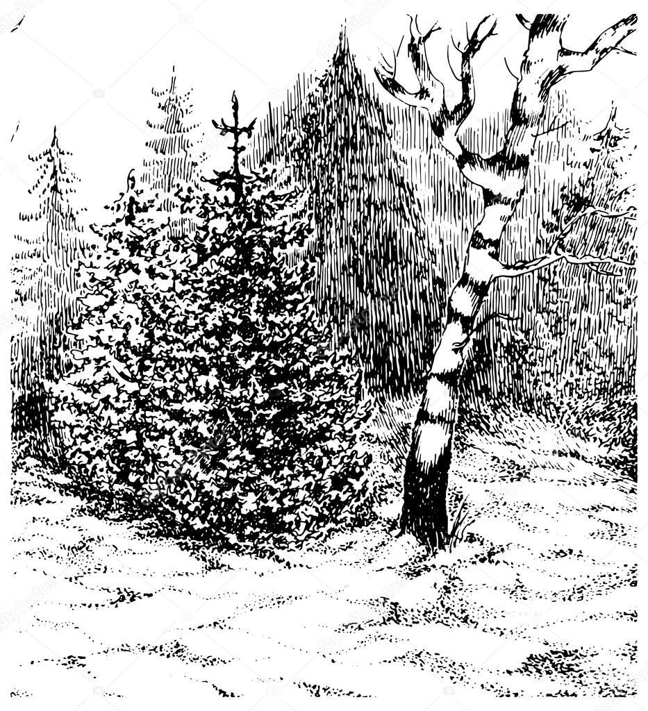 Foresta invernale panorama di tarik mano bianco e nero illustrazione vettoriale — Vettoriali di Solveig Trova immagini simili