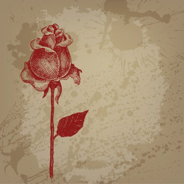 elle çizilmiş vektör kartıyla gül