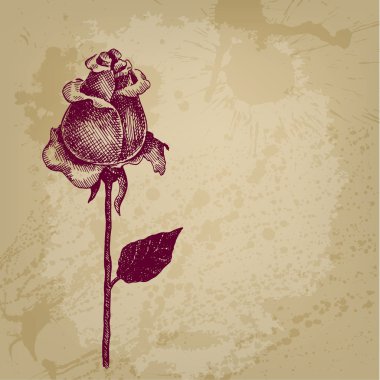 elle çizilmiş vektör kartıyla gül