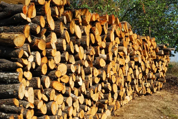 Stacked oak firewood perspective — Stock Photo, Image