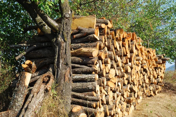 Bois de chauffage empilés de chêne — Photo