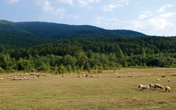 Landskap landsbygden — Stockfoto